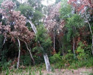 Redbay trees killed by laurel wilt