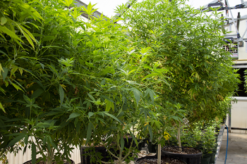 industrial hemp plants in greenhouse
