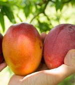 close up of hands holding three ripe mangoes in the orchard