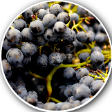 grape crop