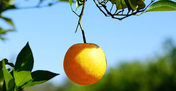 Picture of a single orange hanging from  a tree