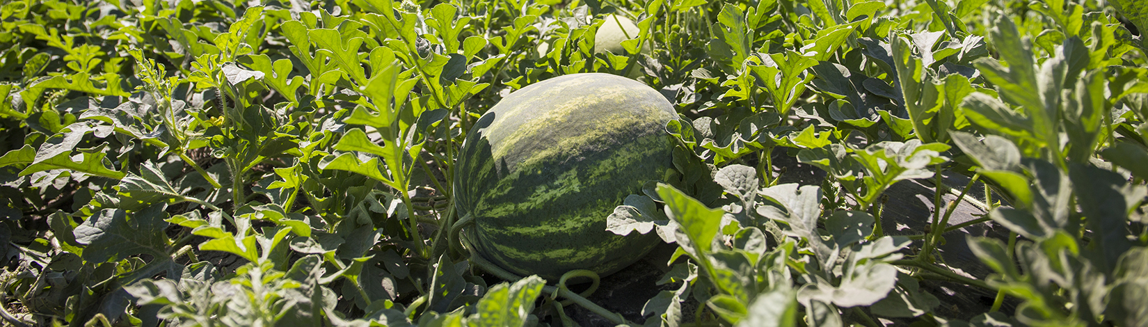 picture of a watermelon in a field