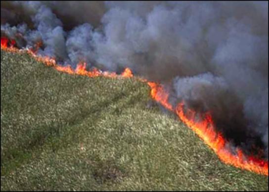 Aerial view of a fireline.