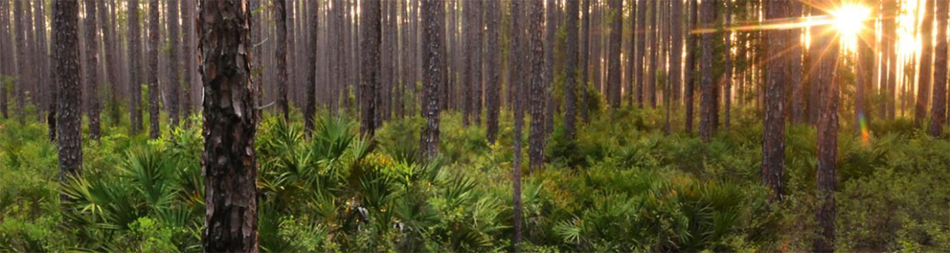 pine tree forest at sunset