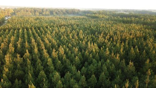 aerial view of pine tree forest
