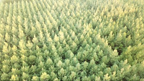 aerial view of pine tree forest