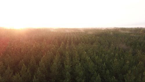 aerial view of pine tree forest
