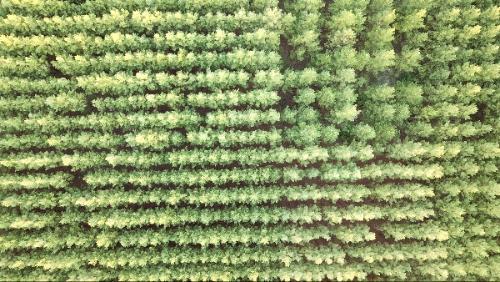 aerial view of pine tree forest