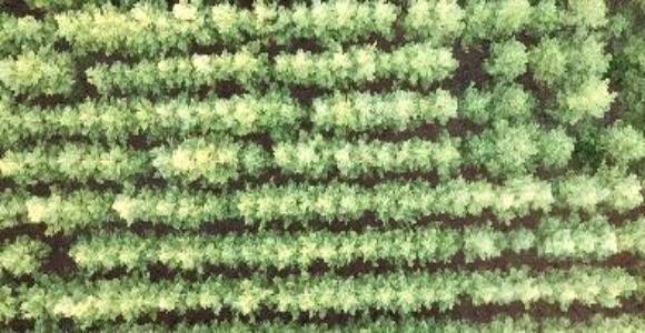 Aerial view of pine tree forest