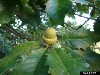 scoak-acorn