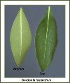 lobbay-leaves