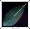 tupelo-leaf