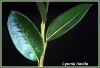 fetterbush-leaves