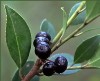 galberry-fruit