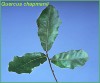 chap-oak-leaf