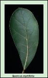  myrtle-oak-leaf