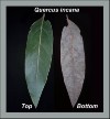 bjo-leaves