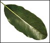 mastic-leaf