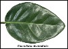 pplum-leaf