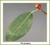 sfig-leaf