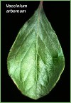 sberry-leaf