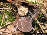 Popcorn conk of Heterobasidion annosum with penny for size comparison