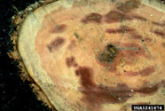 An irregular pattern of staining in root and butt heartwood is a sign of infection