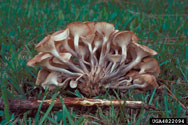 Mushrooms - or fruiting bodies - with shared basal anchor