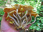 Mushrooms - or fruiting bodies - with shared basal anchor
