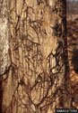 Black root-like rhizomorphs under the bark