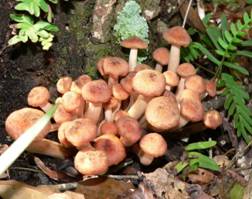 Mushrooms produced by armillaria