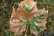 Bacterial Leaf Scorch symptoms on American sycamore