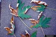 Leaves of silver maple