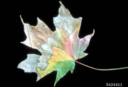 Leaf of a maple species
