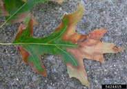 Bacterial Leaf Scorch symptoms on leaf of pin oak 