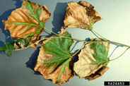 Leaves of sycamore