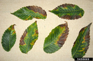 Bacterial Leaf Scorch symptoms on elm