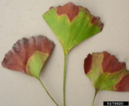 Bacterial Leaf Scorch symptoms on ginkgo