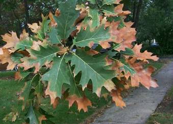 Red oak with BLS symptoms
