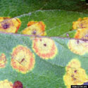 Close-up of infection on apple leaf
