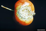 Aecial stage of cedar-apple rust on apple fruit