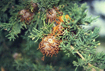 Mature cedar-apple rust galls on a redcedar tree
