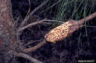 Spindle-shaped gall of fusiform rust