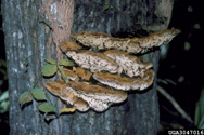 Fruiting bodies at the lower edge of a canker