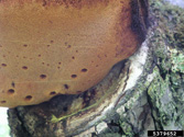 Close-up of the underside of a fruiting body