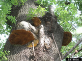 Fruiting bodies on the trunk of a European ash