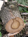A cross-section of the trunk of a European ash