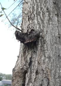 Hispidus canker on laurel oak