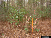 Redbay stump and sprouts following mortality caused by laurel wilt disease