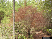 Pondspice bush (Litsea aestivalis (L.) Fernald) killed by laurel wilt disease. Like redbay, pondspice is also in the laurel family (Lauraceae)